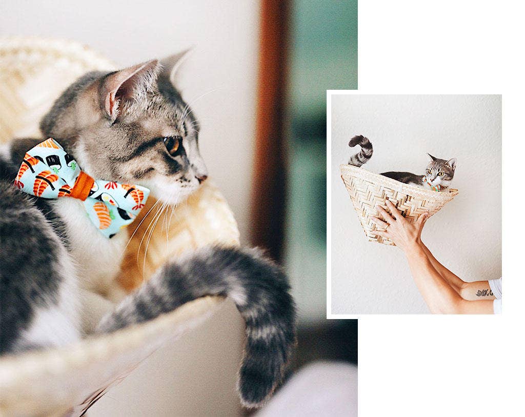 Sushi Date - Bow Tie for Cats + Small Dogs