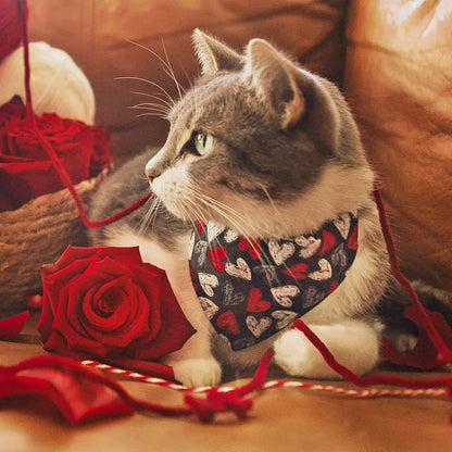 Chalk It Up To Love - Valentine's Day Heart Cat Collar