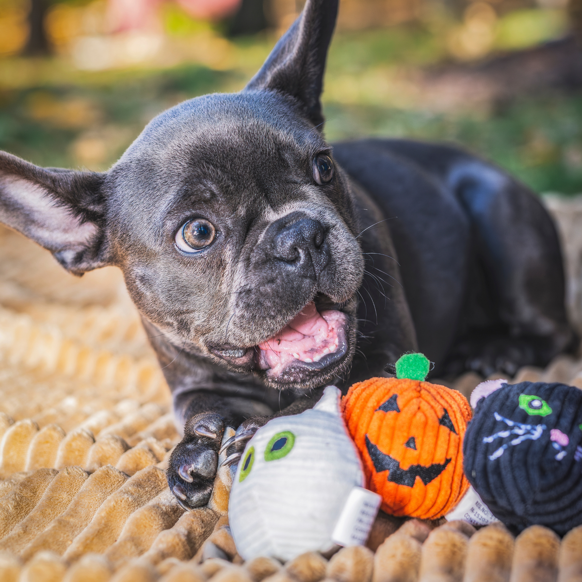 Halloween Collection Monster Mash Wee Huggles® Balls Dog Toy