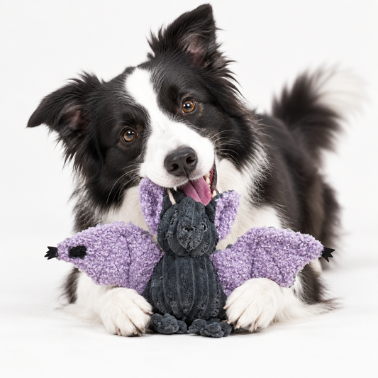 Baxter Bat Plush Dog Toy