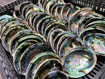 Abalone Shell - 4"-5"