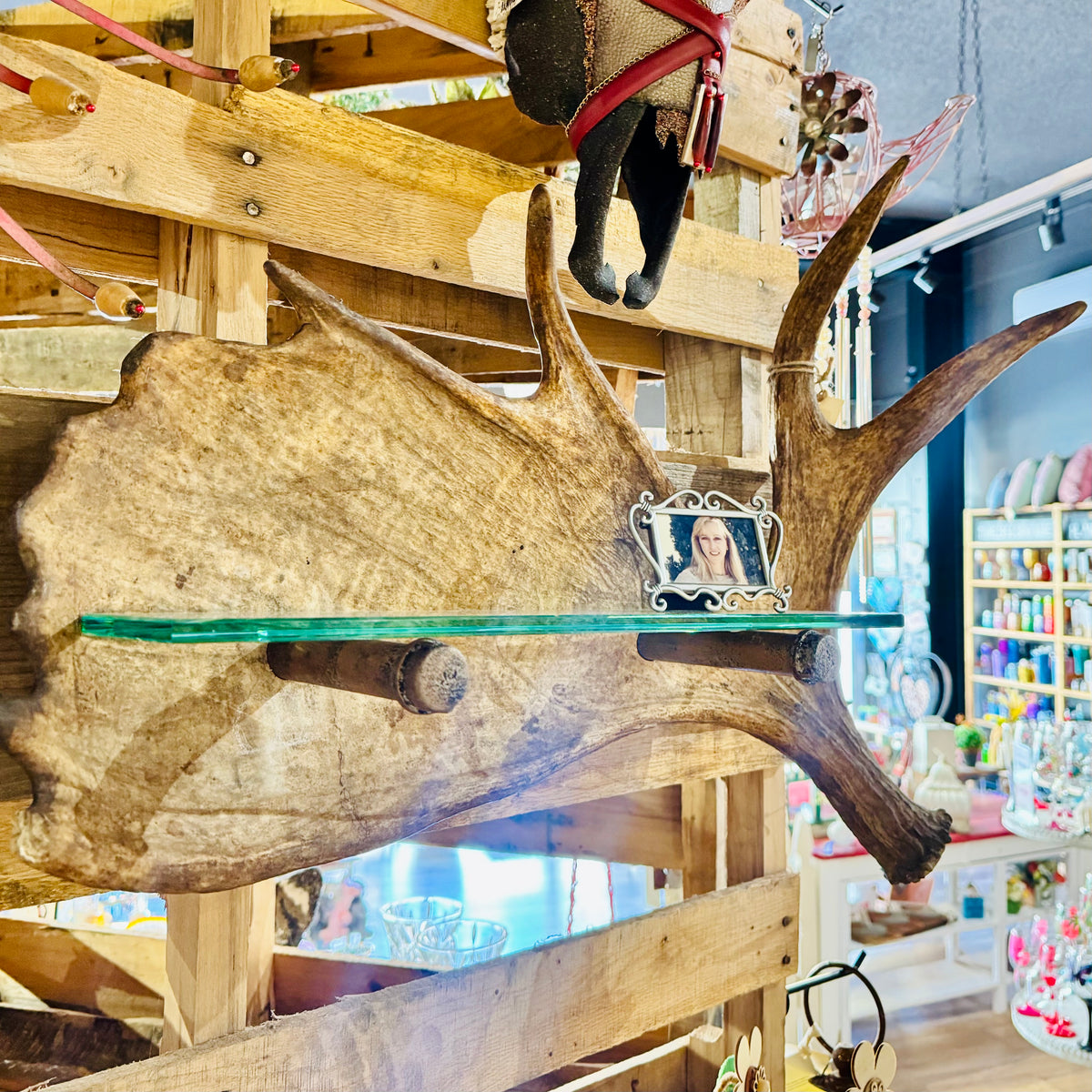 Entirely handmade moose antler wall shelf with real shed antler and tempered glass shelf mounted against a wooden display wall.