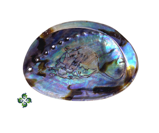 Abalone Shell - 4"-5"