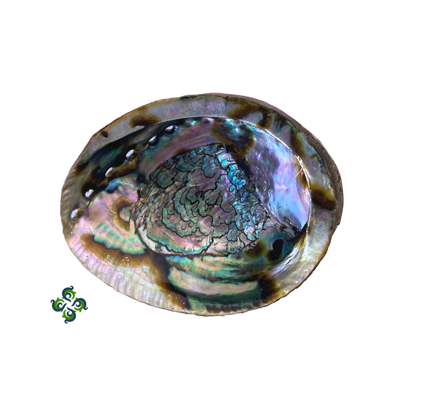 Abalone Shell - 4"-5"